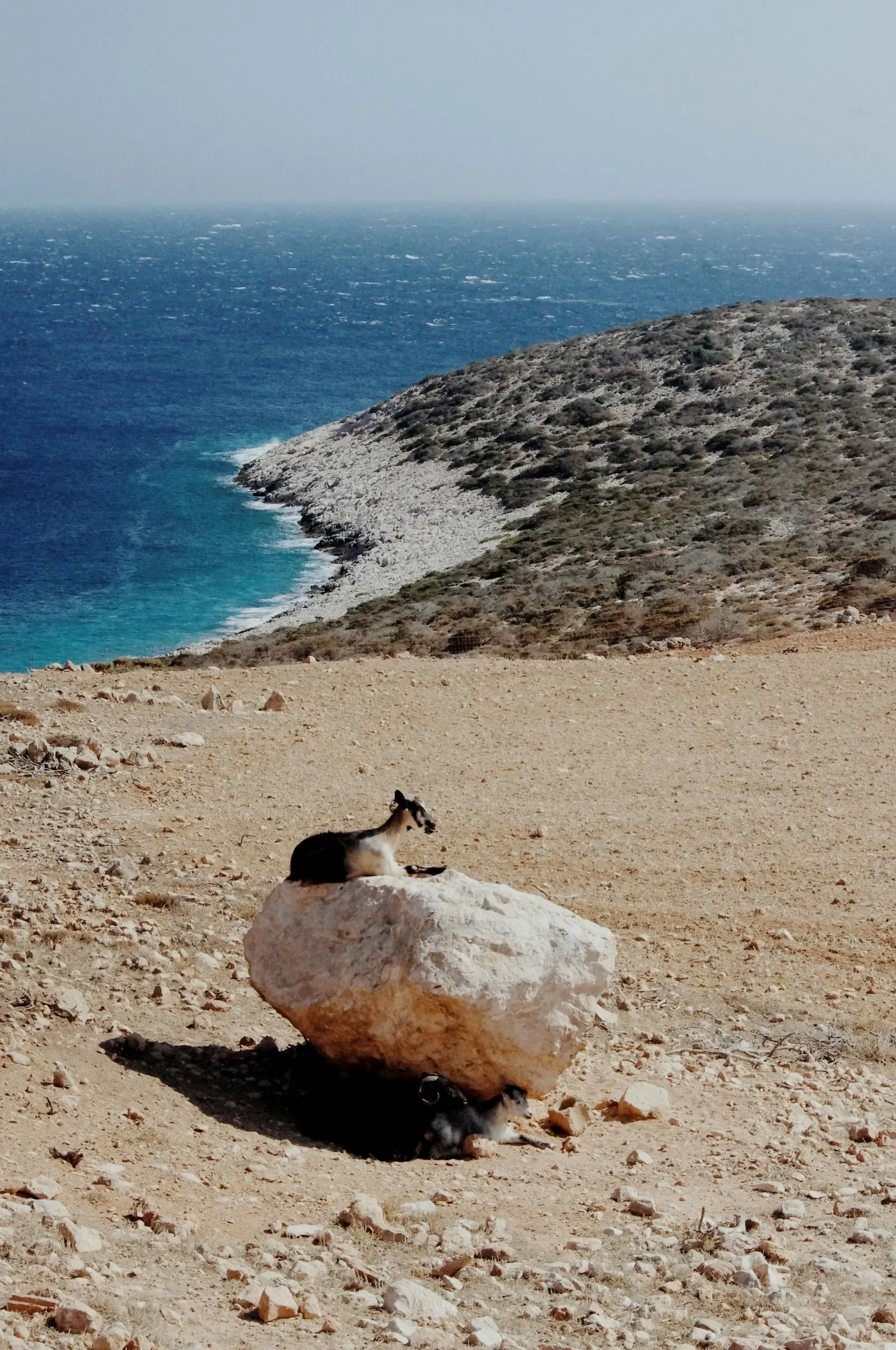 Goat sitting on rock